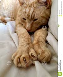 Résultat de recherche d'images pour "catflexing"