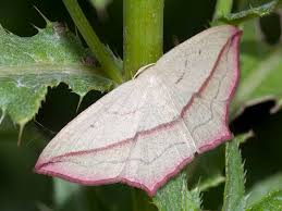 Image result for Timandra comae