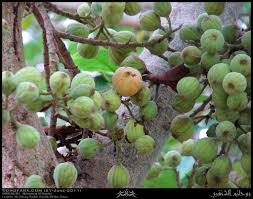 Image result for Ficus sycomorus