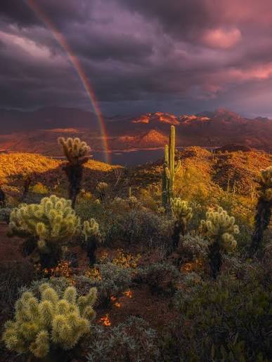 Arizona is widely known as a dry and barren desert landscape, but in my  experience it's anything but that. The Sonoran desert is one of the most  lush and bio diverse deserts