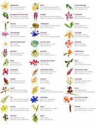 Fleurs De Bach Que Sont Elles Et Comment Les Utiliser Fleurs De Bach Symboles Reiki Guerison Energetique