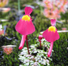 Image result for Utricularia appendiculata