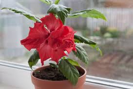 Der hibiskus ist eine sehr beliebte pflanze, die sowohl in einem pflanztopf als auch im garten damit der hibiskus seine volle blütenpracht entfalten kann, ist ein regelmäßiges schneiden notwendig. Hibiskus Im Topf Tipps Zum Pflegen Umtopfen Plantura
