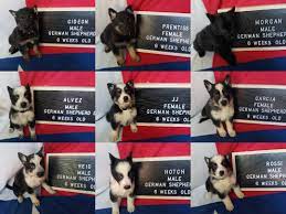 A panda german shepherd is one that dons a unique coat coloring wherein white markings appear in various areas of the body. My Panda German Shepherd Litter With 3 Standard Colored Siblings Rarepuppers