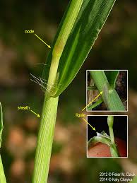 Image result for Ischaemum