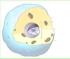 Biologie deckblatt / bio deckblatt ✓ biologie deckblätter kostenlos ✓ als pdf zum ausdrucken sucht euch doch euer biologie deckblatt heraus! Allgemein Bildende Schulen Pdf Kostenfreier Download