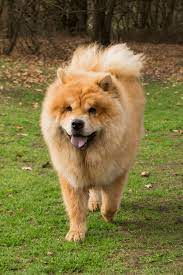 Best Quality Chow Chow Puppies For Sale In Singapore January 2022