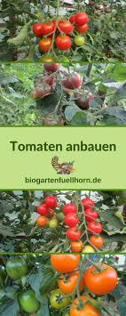 Tomatenanzucht Biogarten Fullhorn Tomatenanzucht Tomaten Pflanzen Tomaten Garten