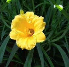 Mazzo tondo a gambo lungo di gerbere gialle e santini confezionato con verde decorativo. Fiori Gialli Gambo Lungo