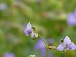 Image result for Murdannia simplex