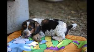 Maybe you would like to learn more about one of these? Beagle Puppies Bluetick Tricolor Black Tans Sweet Youtube