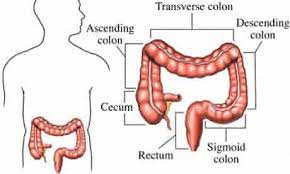 We have reviews of the best places to see in colon. Mapping The Body The Sigmoid Colon Life And Style The Guardian