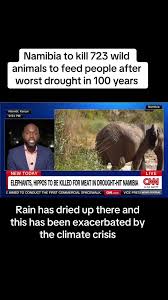 Namibia kills 723 wild animals to feed hungry people as it battles the... |  TikTok