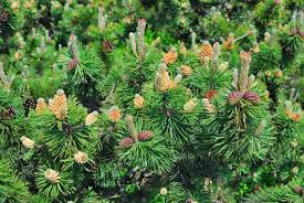 The table above shows the tree's growth per day. Mugo Pine Pruning Learn How To Prune A Mugo Pine