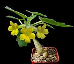 Image result for Pterodiscus angustifolius