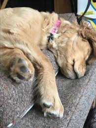 The parents have had their (prelim and/or final) tests done on heart, eyes, hips and elbows! 25 Champion Line Goldens Of Vermont Ideas Golden Retriever Puppies Retriever