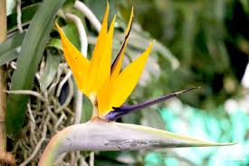 As the flowers come to an. Bird Paradise Flower And Plant Care How To Grow Strelitzia Reginae Plantopedia