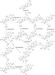 Image result for Caloncoba crepiniana