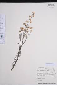 Image result for Erigeron bonariensis