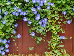 Ecco quali piantare e come curarli. 4 Piante Rampicanti Fiorite Per Il Giardino One Giardinaggio