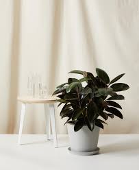 This beautiful wooden cat tree is a real treat for cat owners that love minimalism. Burgundy Rubber Tree 101 How To Care For Rubber Trees