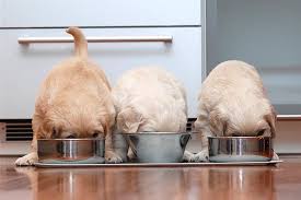 Here's when they happen and signs to look for. Proper Puppy Nutrition Nourishes Rapid Growth Development