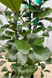 Image result for Ficus