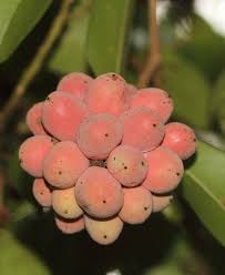 Image result for Uvaria