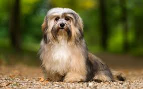 Havanese Cinsi Kopek Ve Ozellikleri Miyhav Com