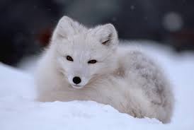Lisy polarne: opis, występowanie, ciekawostki i wszystko, co trzeba  wiedzieć o „pluszakach północy” - Traveler