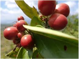 Image result for Lannea schimperi