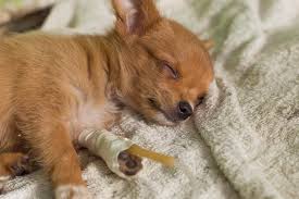 A healthy puppy will sleep in a group with its siblings and close to its mother. How Long Does A Dog Live With Parvovirus