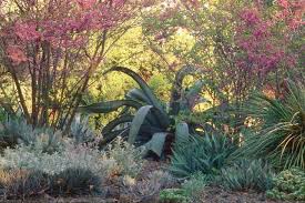 Ruth Bancroft Garden : The Garden Conservancy
