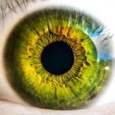 Jiamil on harvard university research. Fun Facts About Your Eyes 20 20 Institute Indianapolis