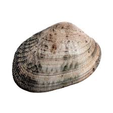 2 características de la almeja. Comprar Online Almeja Gorda Molusco Pescaderias Corunesas