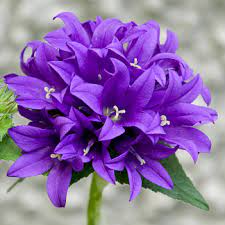 Fiori di campo immagini di questo sito ne avevamo già parlato nell'articolo riguardante i siti dai quali è possibile scaricare immagini di rose Fiori Di Colore Viola Nomi