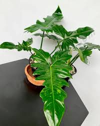 They are somewhat related though. Philodendron Camouflage Claessen Orchids