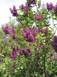 Flower shops and stalls by the hundreds litter the streets, offering a. Lilac Wiktionary