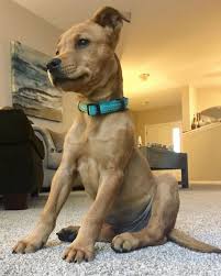Scoobert Scooby Doo On Twitter Scooby Dog Scooby Doo Dog Cute Animals
