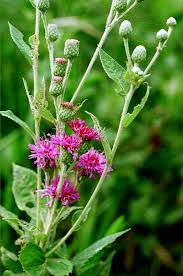 Image result for Ethulia vernonioides