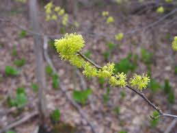 Image result for Linderniella pusilla