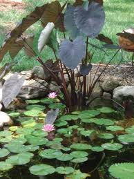 Planting elephant ear plant in koi pond. Koi Ponds Don T Need To Look Like Black Liner Pools Landscaping My Nashville Home