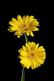 Flickr A Yahoo Company Daisy Wallpaper Gerbera Daisy Gerbera