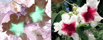 Image result for Ipomoea fulvicaulis