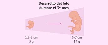 Tercer Mes De Embarazo Desarrollo Del Feto Y Sintomas En La Mujer