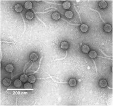 Advanced research and clinical upright microscope combining superb optics with optional motorized accessories for system expandability and flexibility. Frontiers Novel Erwinia Persicina Infecting Phage Midgardsormr38 Within The Context Of Temperate Erwinia Phages Microbiology