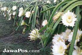 Hama yang ditemukan dalam buah naga bug bertepung (hemiptera: Keren Bunga Buah Naga Sedap Dipandang