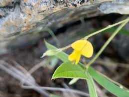 Image result for Rhynchosia totta