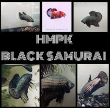 Perbedaan antara black samurai dan black mamba? Ikan Laga Betta Fish Hmpk Black Samurai Everything Else Others On Carousell