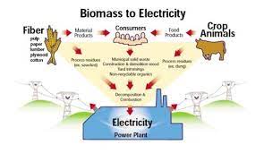 7 Fakta Mengagumkan Biomassa Sumber Energi Yang Berasal Dari Tanaman Ge News